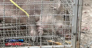 ย้ายหมูป่า