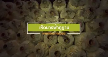 เห็ดนางฟ้าภูฏาน