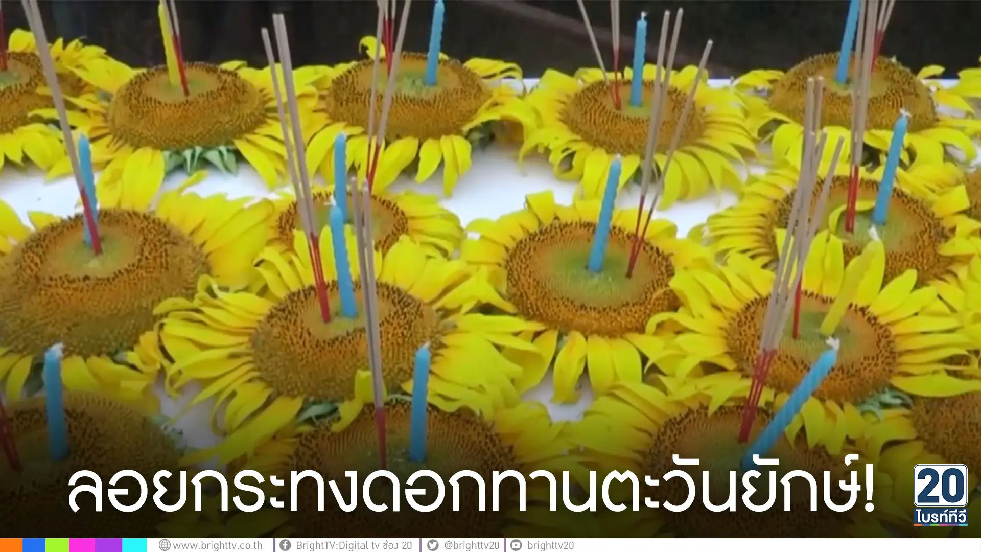 ลอยกระทงดอกทานตะวันยักษ์!