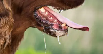 ไขข้อสงสัย ฉีควัคซีนพิษสุนัขบ้าในคน ต้องฉีดก่อนหรือหลังโดนกัด