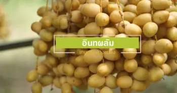 อินทผาลัม