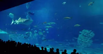 โอกินาว่า