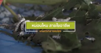 ปลูกหม่อนเลี้ยงไหม