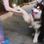 Dog Country Cafe