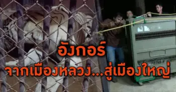 เสือโคร่งขาว