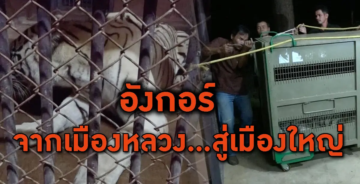 เสือโคร่งขาว