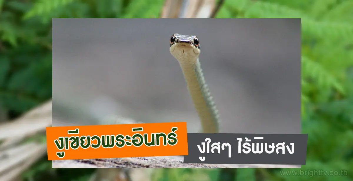 งูเขียวพระอินทร์