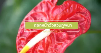 ดอกหน้าวัว