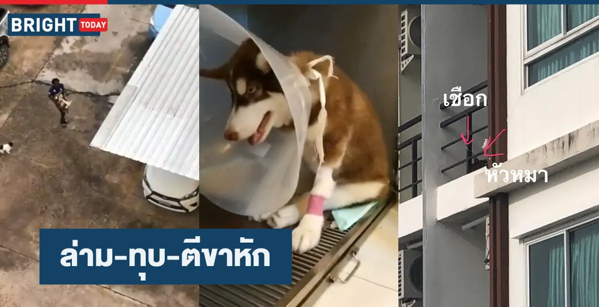 ต่างชาติ ไซบีเรียนขาหัก