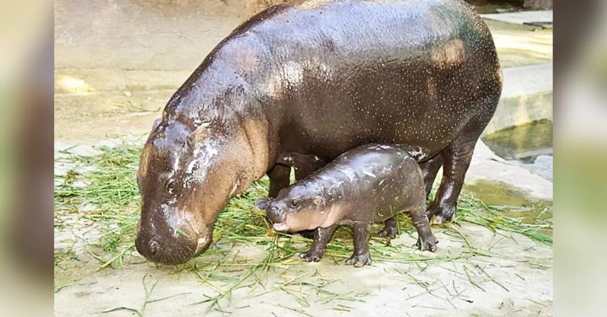 สวนสัตว์เขาเขียว