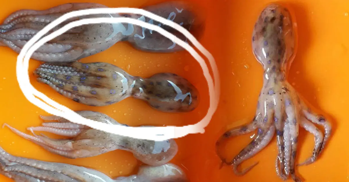 หมึกบลูริง