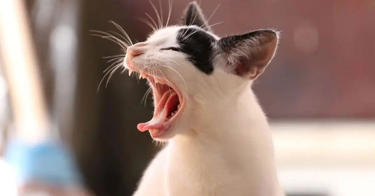 แมว ติดไวรัสโคโรนา