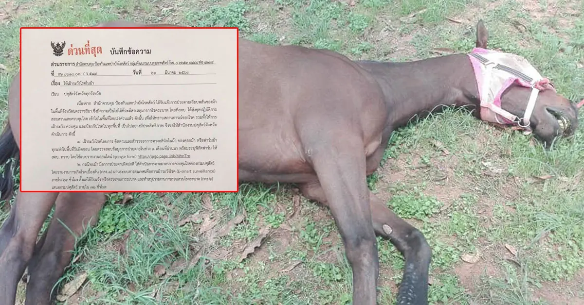 ม้าแข่งล้ม