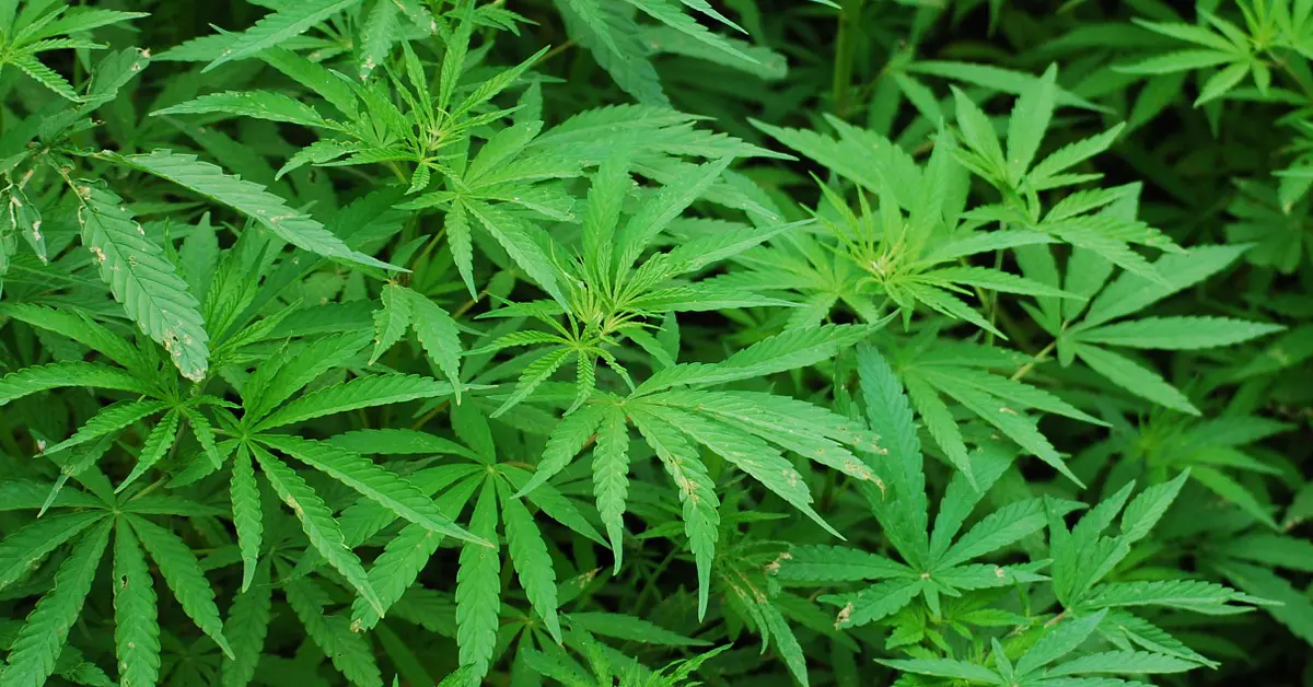 ปลูกกัญชา