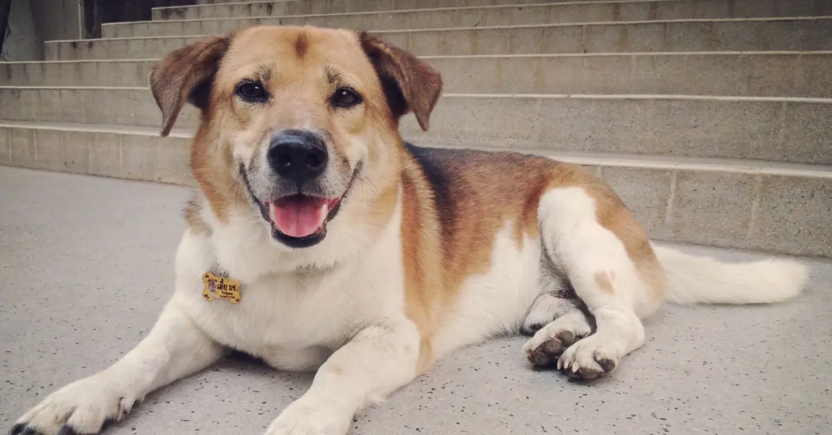 เตี้ย มช. ตายแล้ว