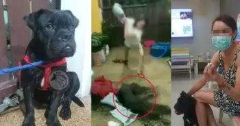 กะเทยตีหมา ไม่เซ็นมอบ พิตบูล