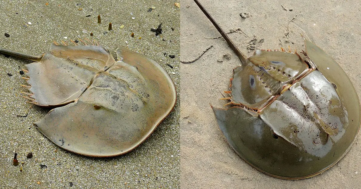 ไข่แมงดา แมงดาถ้วย แมงดาจาน