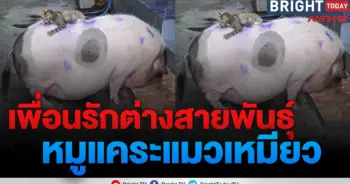 หมูแคระกับแมวเหมียว