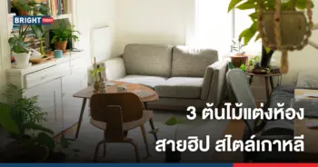 ต้นไม้แต่งห้อง