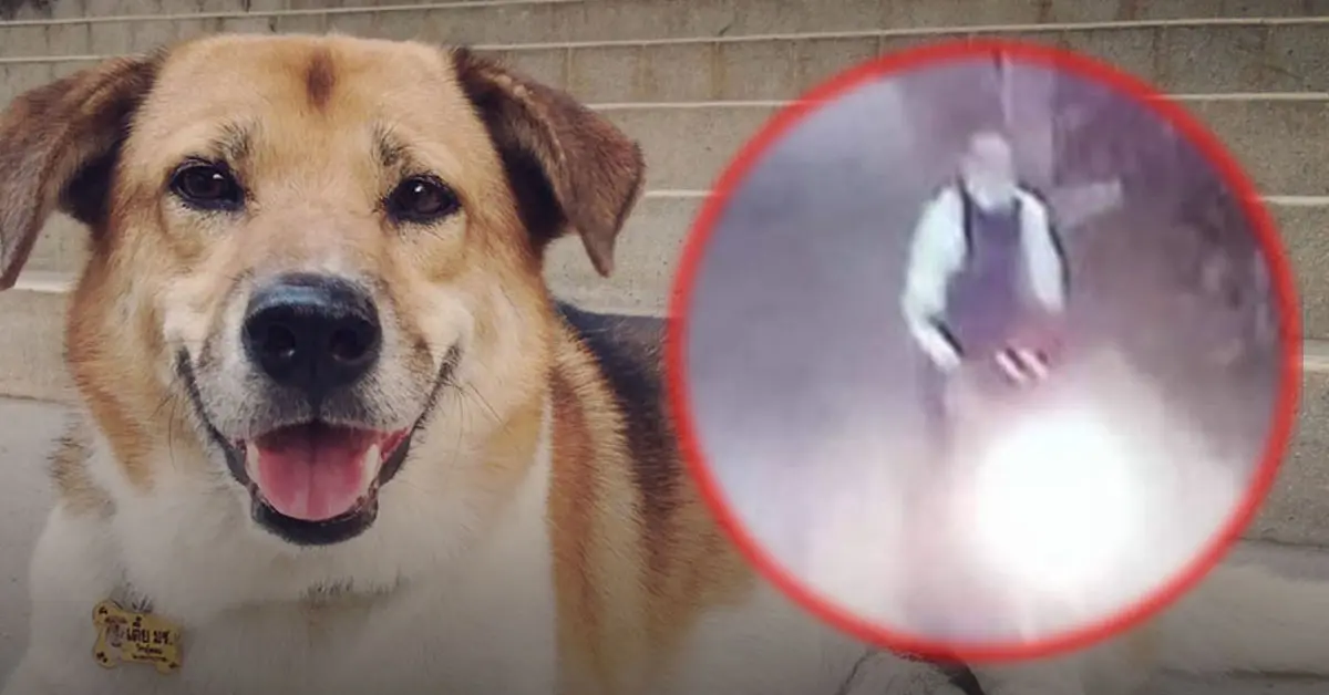 เตี้ย มช.