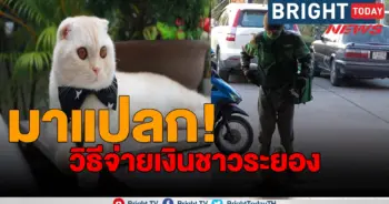 แมวน้อย ฟาโรห์
