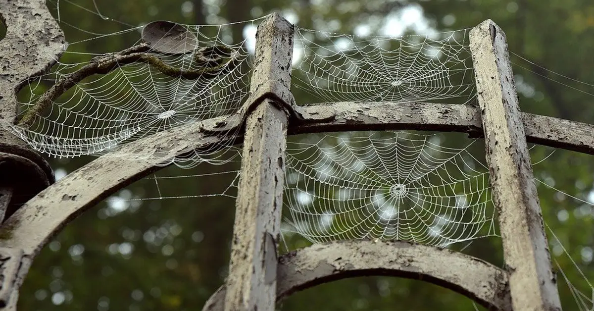 แมงมุมกัด