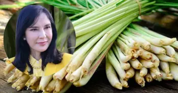 ตะไคร้หอม