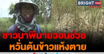 ชาวนาโคราช