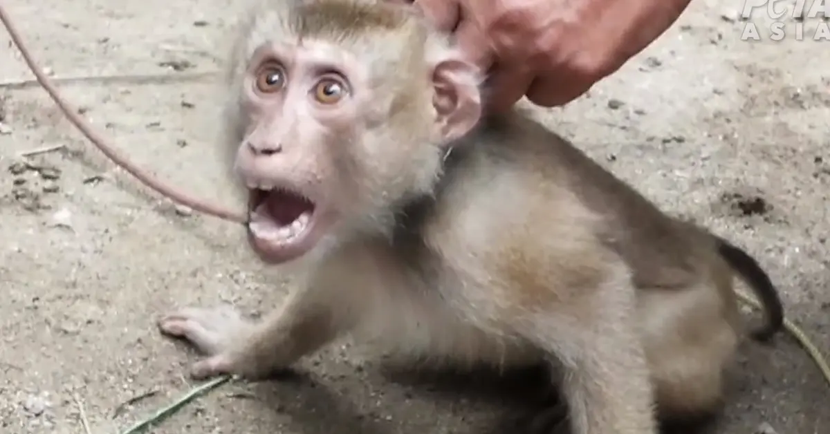 ลิงเก็บมะพร้าว