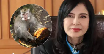 ลิงเก็บมะพร้าว