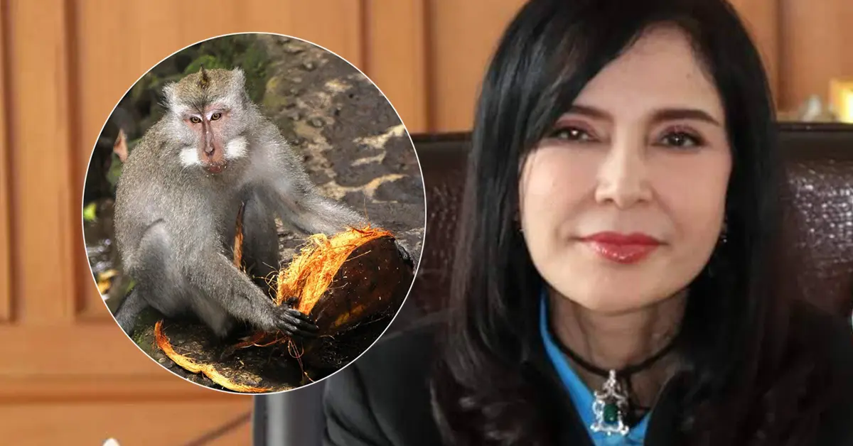 ลิงเก็บมะพร้าว