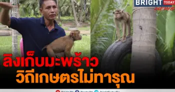 ลิงเก็บมะพร้าว