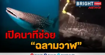 ปลาฉลาม