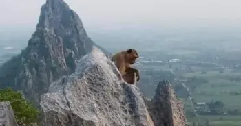 พญาวานร