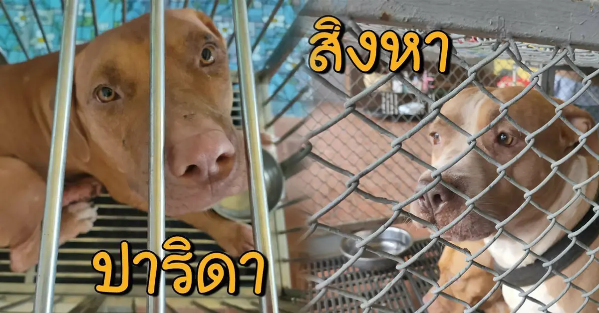 เจ๊หงษ์ พิทบูล ยกบ้านเดี่ยว