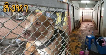 วอชด็อก นิติฯคอนโด หมาพิทบูล เจ๊หงษ์