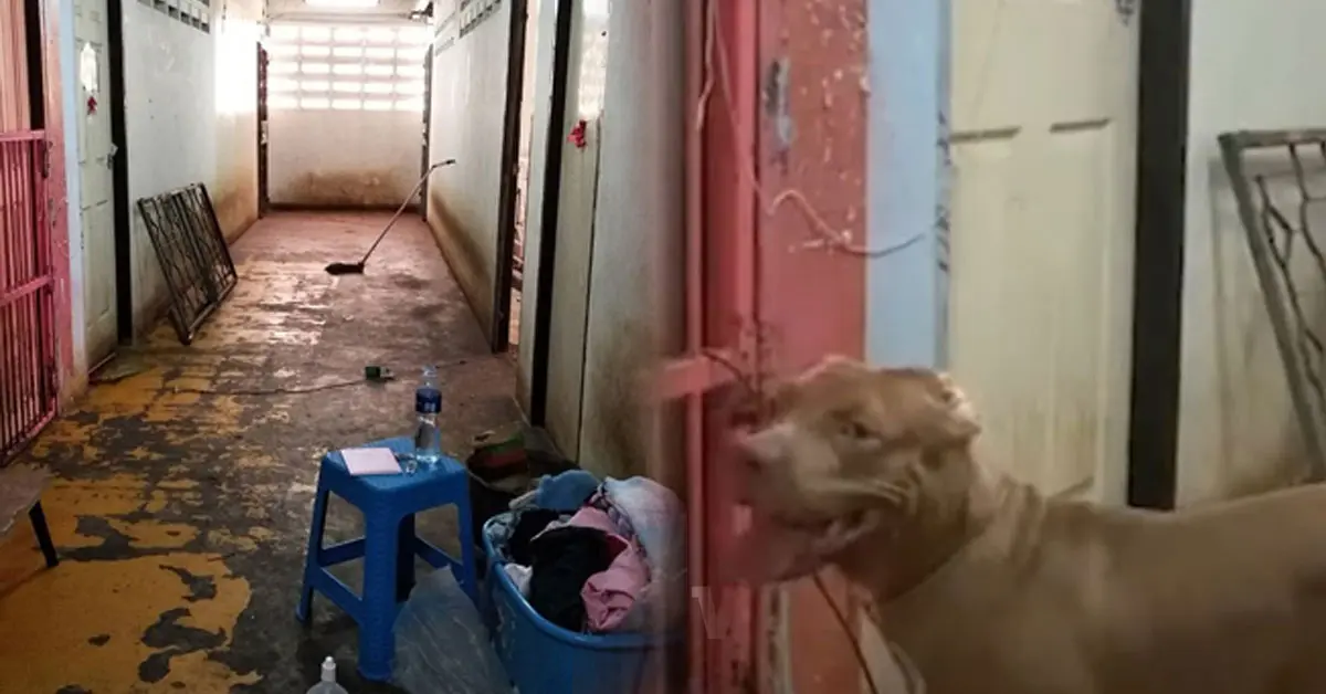 เจ๊หงษ์ หมาพิทบลู