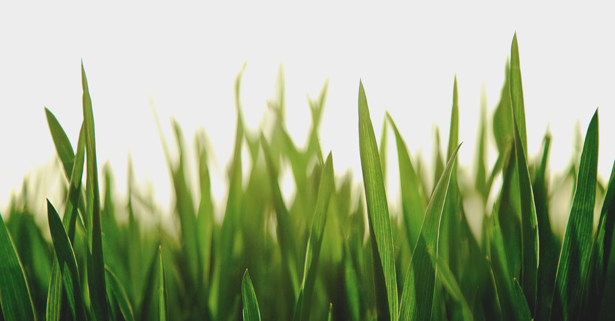dream-grass