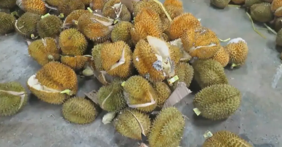 ทุเรียนเถื่อน