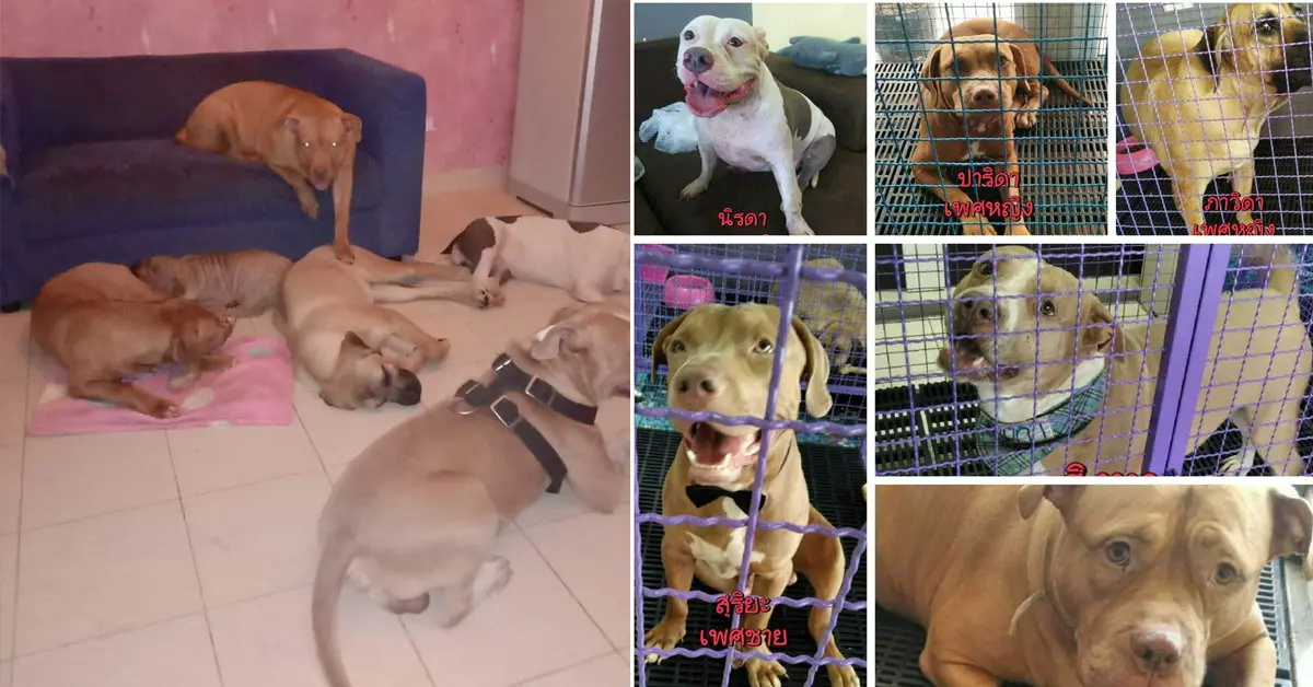 เจ๊หงส์ พิทบูล หาบ้านใหม่