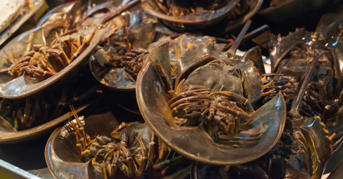 แมงดาถ้วย