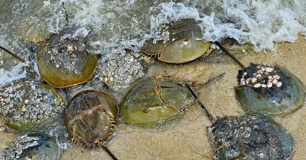 แมงดาถ้วย