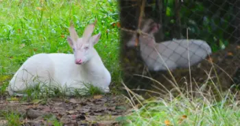 เก้งเผือก