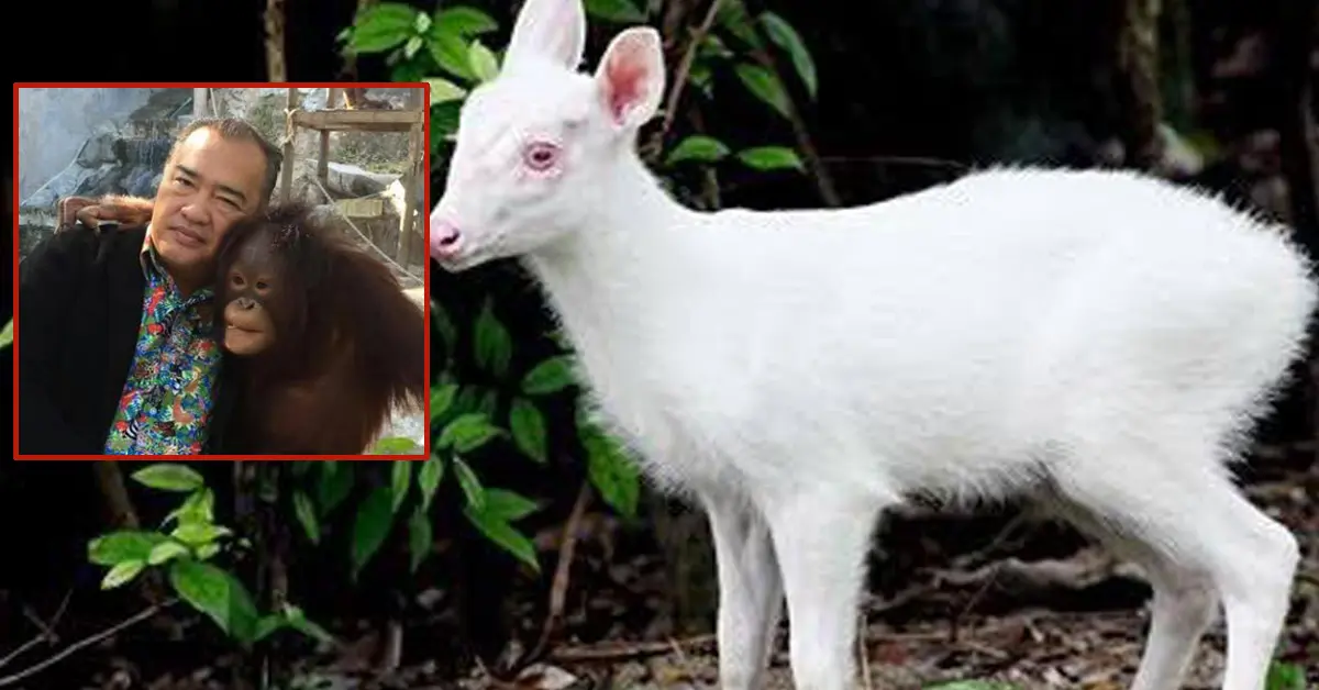 เก้งเผือก