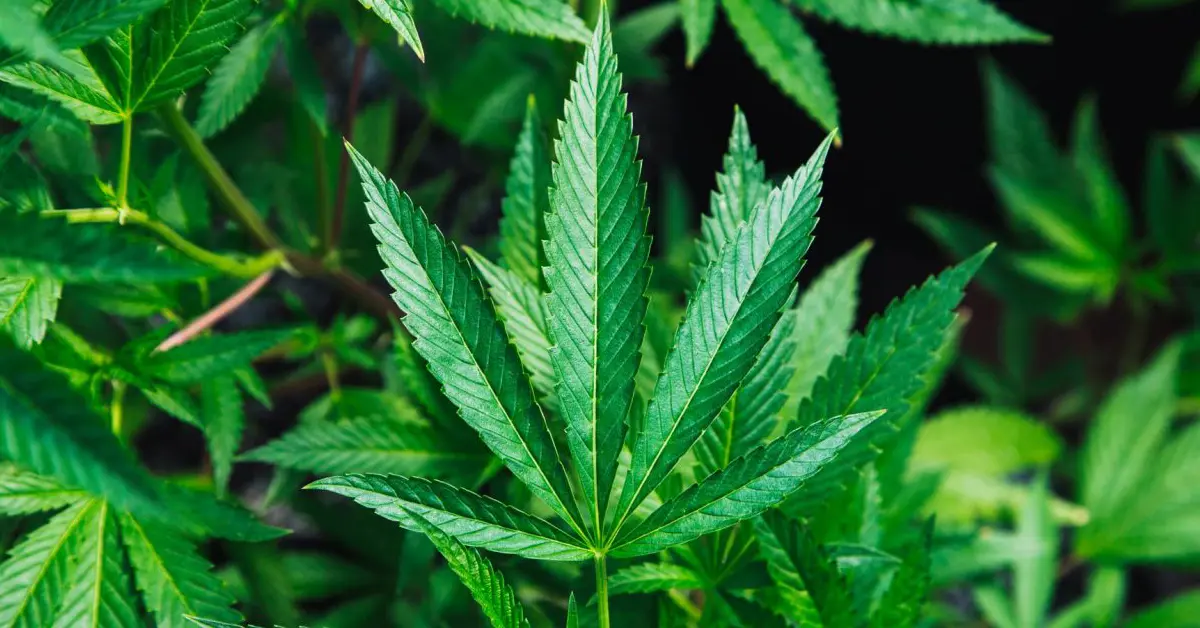 ใบกัญชา ใบกัญชง