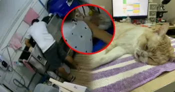 ร้านอาบน้ำ-ตัดขนสัตว์ เฮร่า