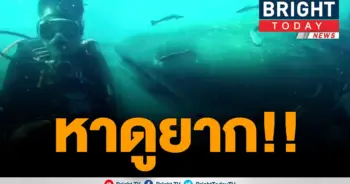 นักดำน้ำตะลึง​
