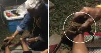 คางคกดูดพิษตะขาบ