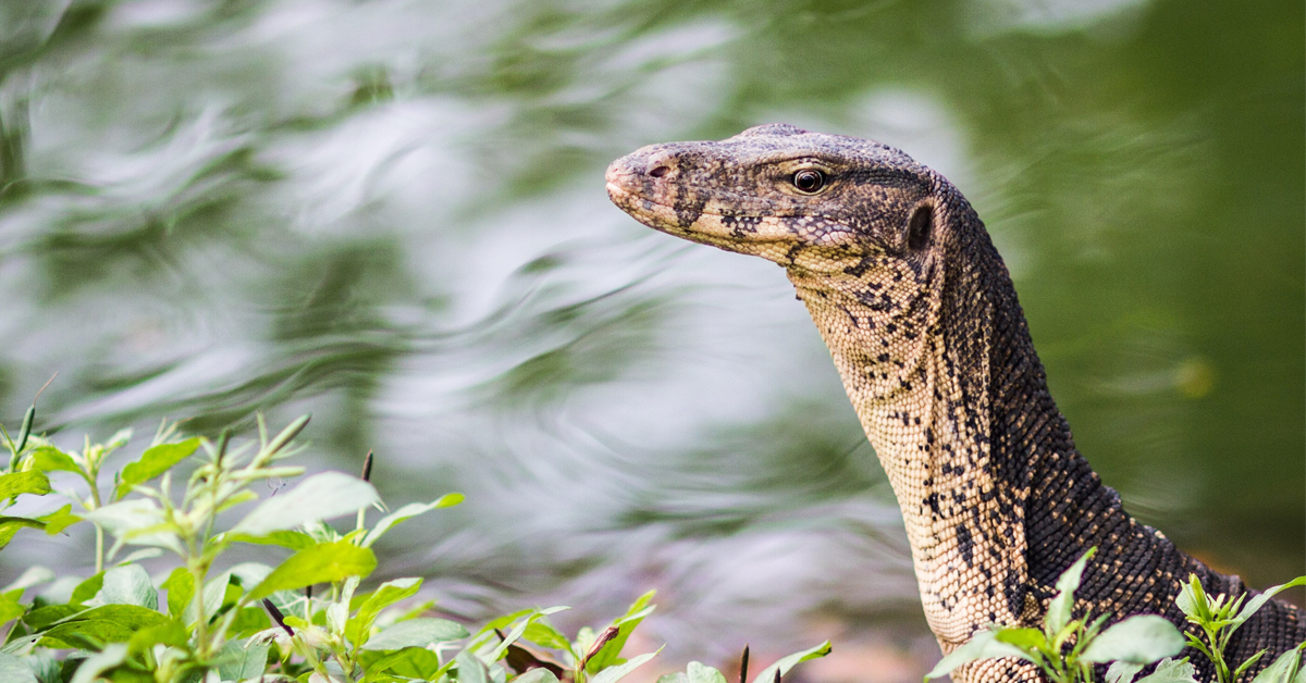 dream-water-monitor-lizard