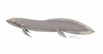 ปลาปอด